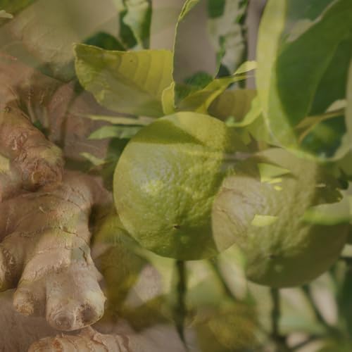 Dr Vranjes Ginger Lime Gift Set