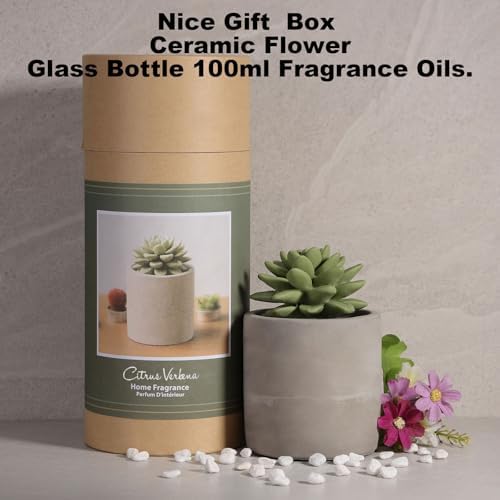 Pretty Valley Home Reed Diffuser Set with Succulent