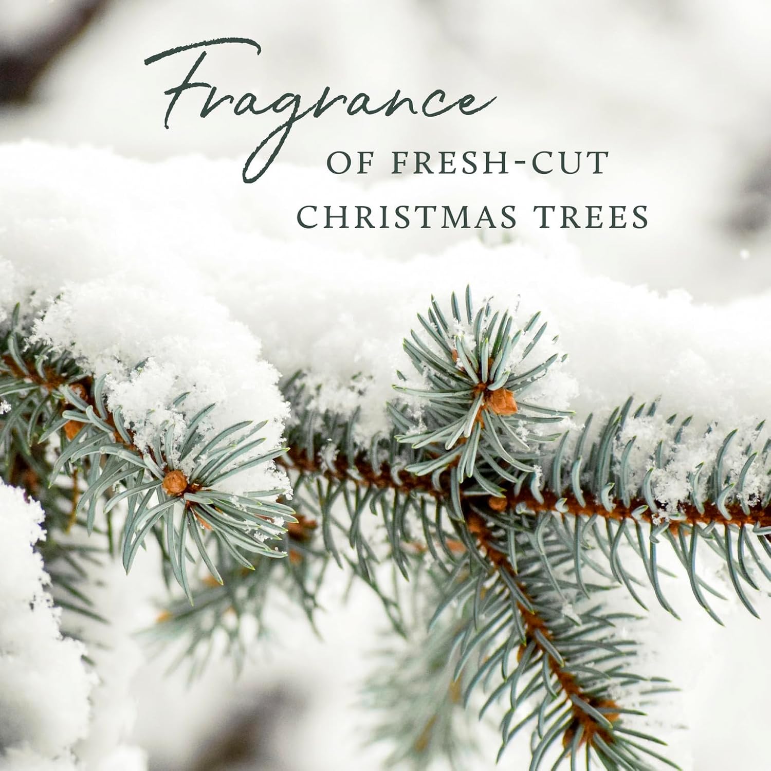 Thymes Frasier Fir Reed Diffuser Set - 4 Fl Oz Gold